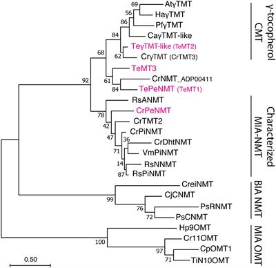 Parallel evolution of methyltransferases leads to vobasine biosynthesis in Tabernaemontana elegans and Catharanthus roseus
